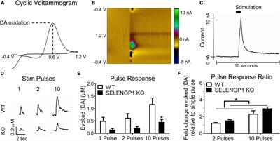 Selenoprotein P Modulates Methamphetamine Enhancement of Vesicular Dopamine Release in Mouse Nucleus Accumbens Via Dopamine D2 Receptors